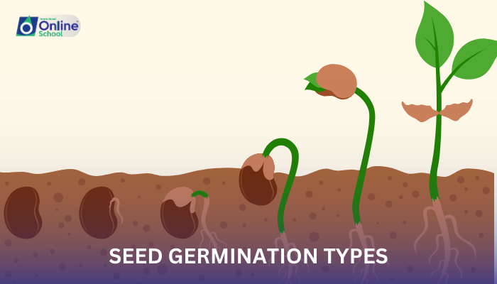 Lesson 10: Seed Germination Types